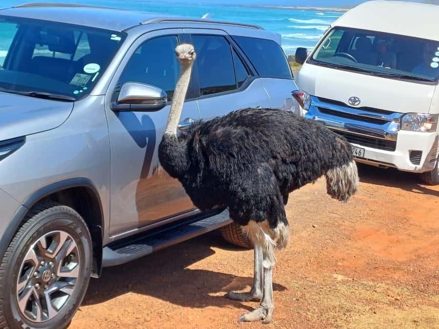 Cape Town Table Mountain Penguins & Cape Point All-inclusive - Bo-Kaap puts the city in context
