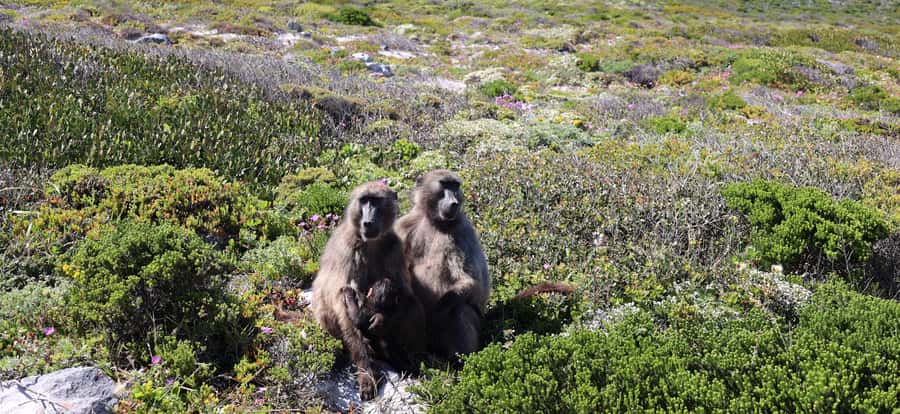 Cape Town: Table Mountain, Penguins & Cape Point Group Tour - One long day across the Cape Peninsula