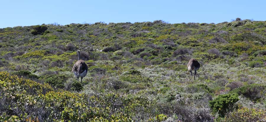 Cape Town: Table Mountain, Penguins & Cape Point Group Tour - Lunch in Simons Town keeps the day moving