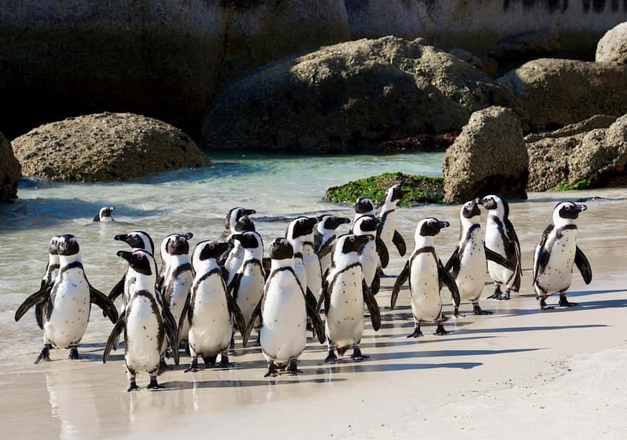 Cape Town: Table Mountain, Penguins & Cape Point Shared Tour - Boulders Beach and the African penguins