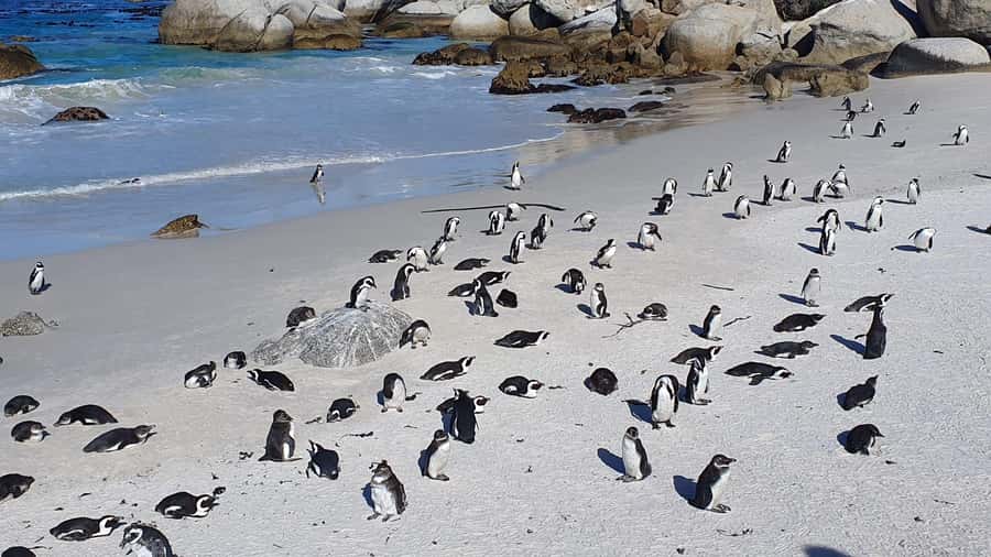 Cape Town: Table MT, Cape Point & Penguins Instagram Tour - Noordhoek and the short ostrich stop