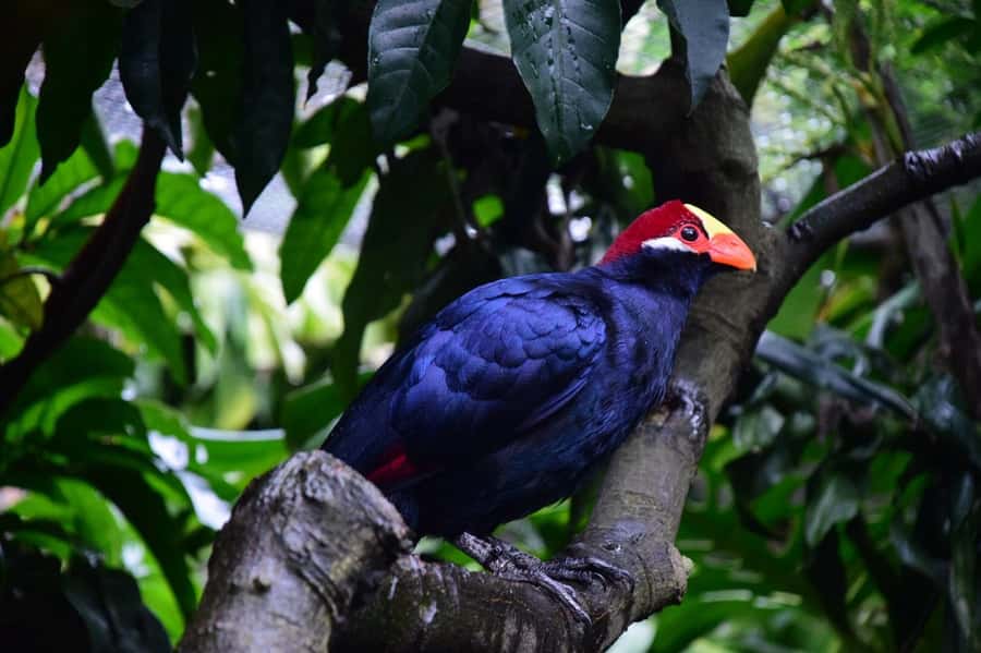 Cape Town: World of Birds & Animal Sanctuary - Why World of Birds feels different from an ordinary bird park