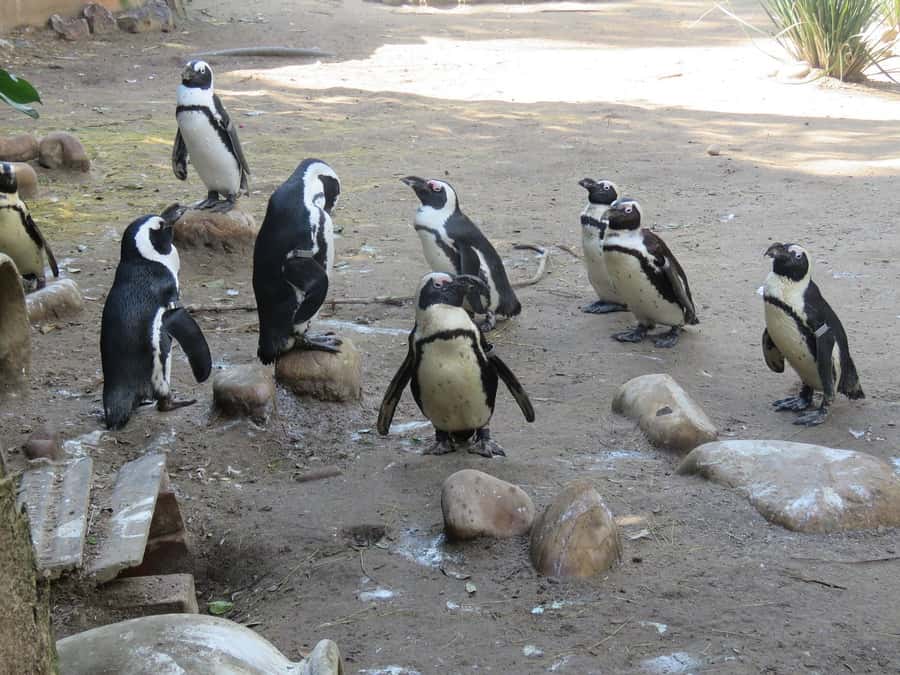 Cape Town: World of Birds & Animal Sanctuary - The Monkey Jungle and shoulder-sitting Squirrel Monkeys