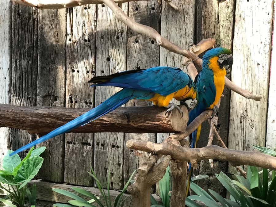 Cape Town: World of Birds & Animal Sanctuary - How long to allow for the visit