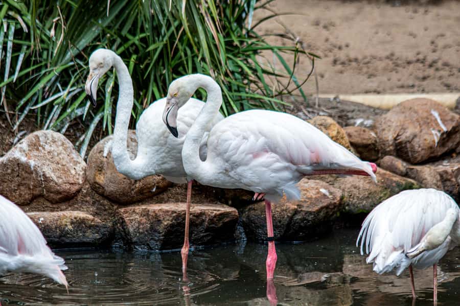 Cape Town: World of Birds & Animal Sanctuary - Starting with the aviaries