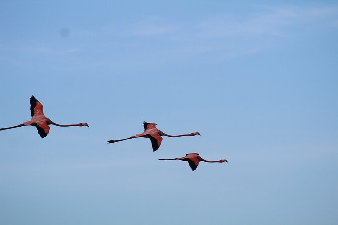 Caroni Bird Sanctuary Tour - Why Caroni Swamp is worth your afternoon