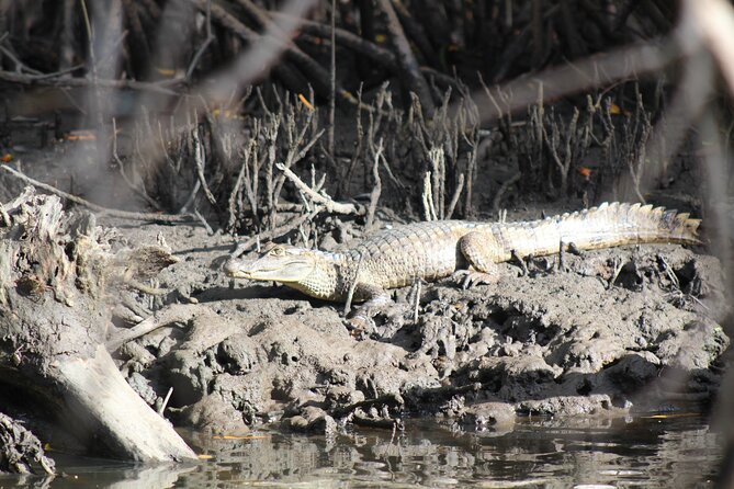 Caroni Bird Sanctuary Tour - What the guides add to the outing
