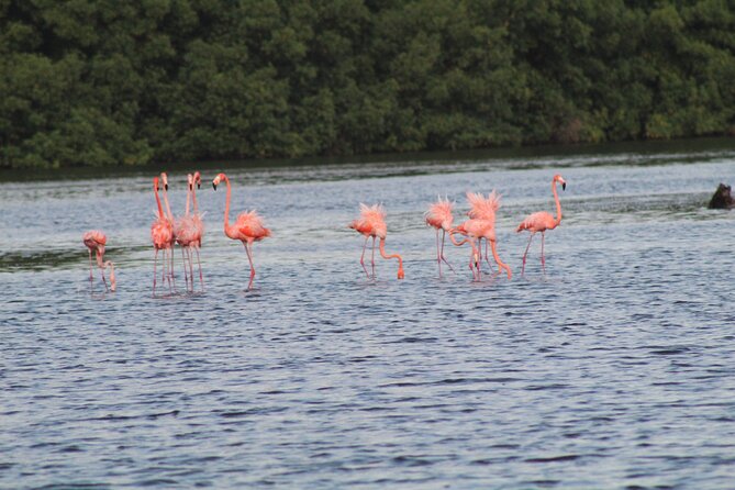 Caroni Bird Sanctuary Tour - Who will enjoy this Caroni tour most
