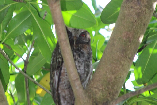 Caroni Bird Sanctuary Tour - Practical tips for a better boat ride