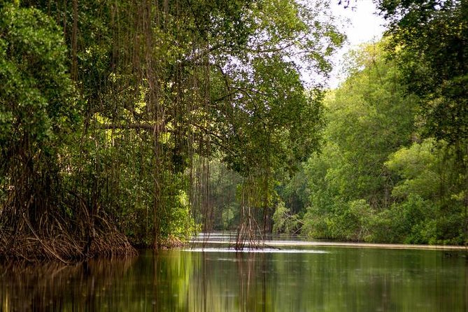 Caroni Bird Sanctuary Tour - Through the mangroves by flat-bottomed boat
