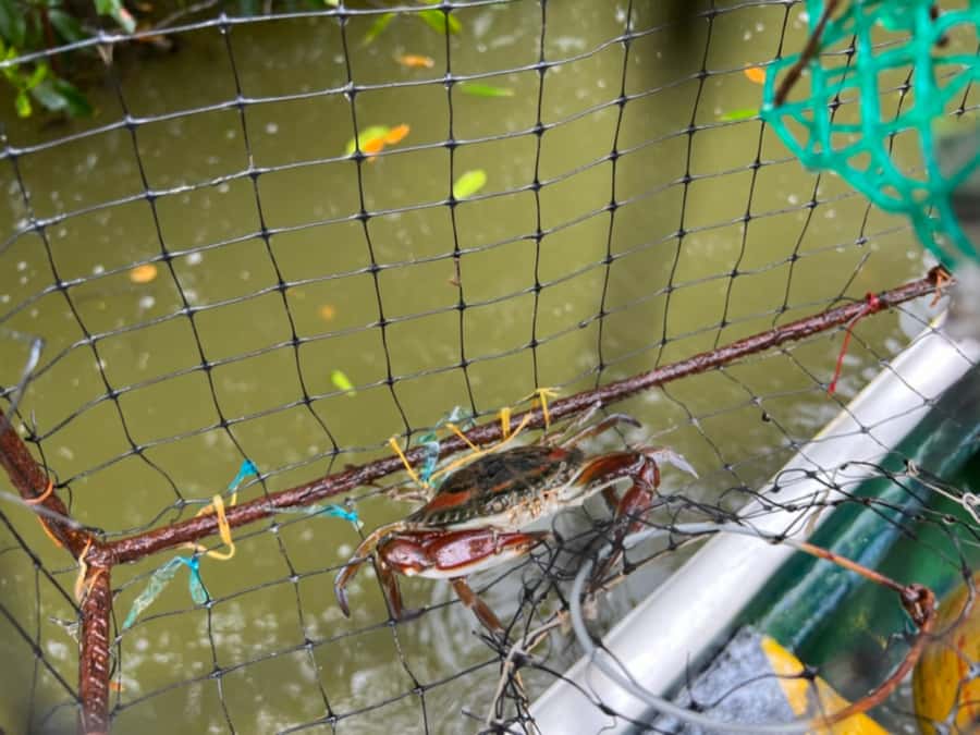 Cartagena Fishing, Crabbing, Birdwatching Experience + Lunch - Meeting at Restaurante El Ñato in La Boquilla