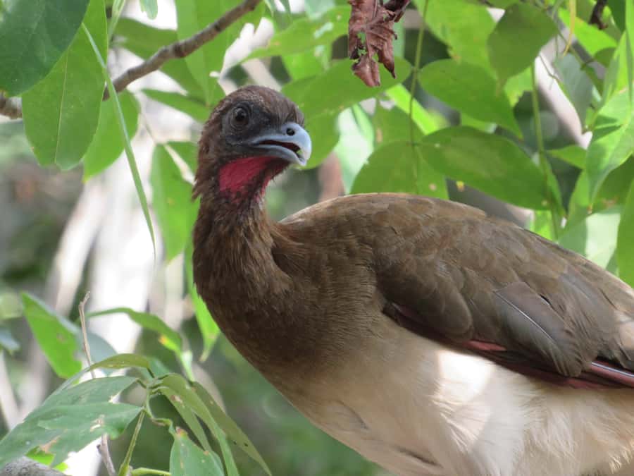 Cartagena: Private Bird-Watching Tour with Breakfast - Why leave Cartagena before sunrise