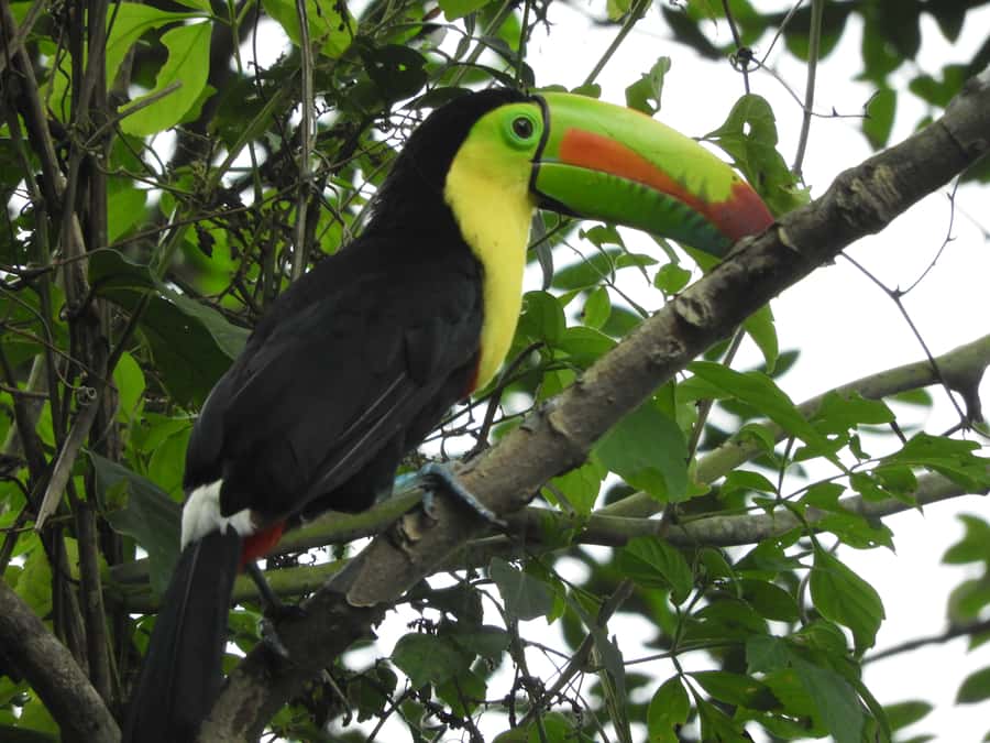 Cartagena: Private Bird-Watching Tour with Breakfast - FAQ
