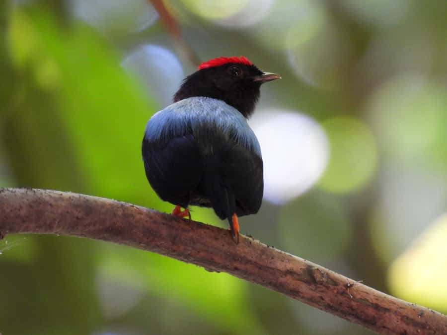 Cartagena: Private Bird-Watching Tour with Breakfast - The Colombian breakfast stop