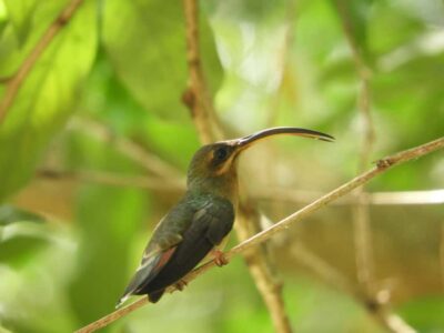 Cartagena: Private Bird-Watching Tour with Breakfast
