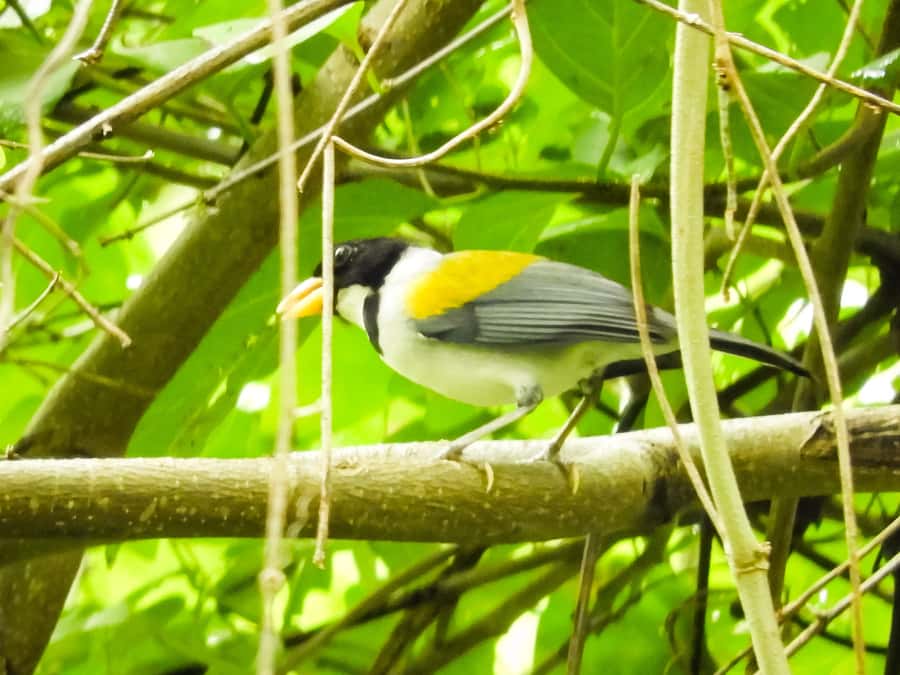 Cartagena: Private Bird-Watching Tour with Breakfast - A private guide changes the pace