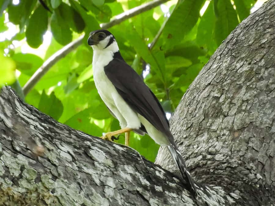 Cartagena: Private Bird-Watching Tour with Breakfast - How demanding is the seven-hour outing?