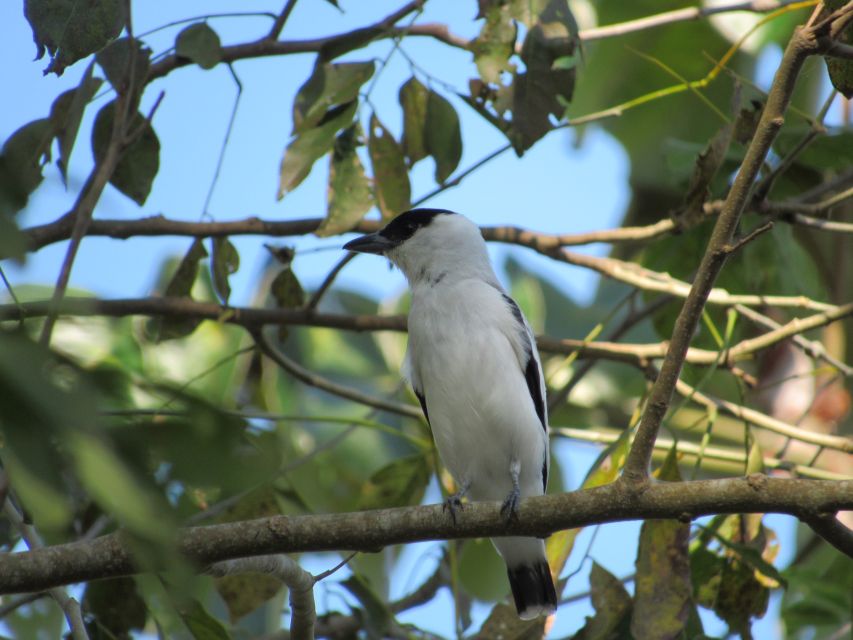 Cartagena: Private Bird-Watching Tour with Breakfast - What the price includes