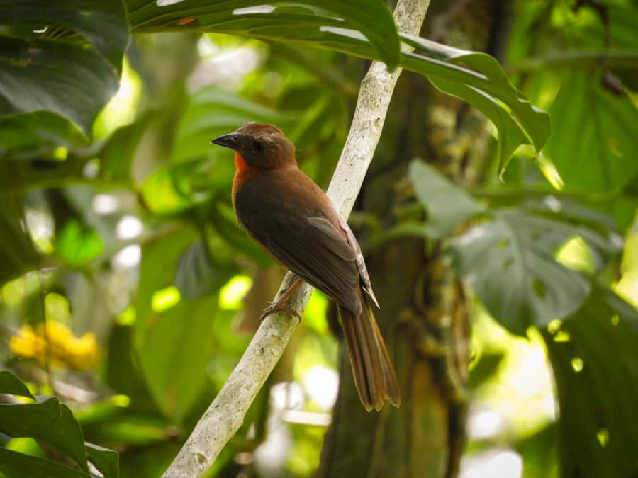 Cartagena: Private Bird-Watching Tour with Breakfast - Who should book this experience?