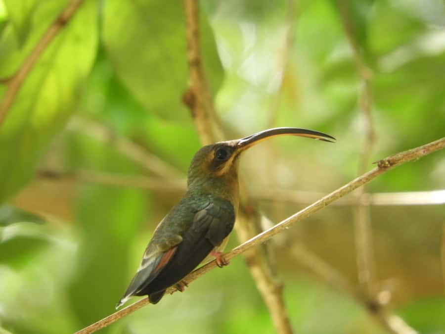 Cartagena: Private Bird-Watching Tour with Breakfast - More than birds in the forest