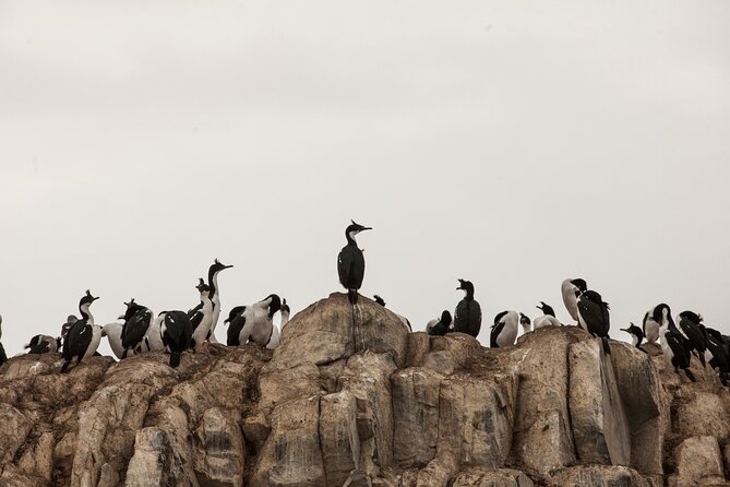 Catamaran Tour through the Beagle Channel and Penguins in Isla Martillo - Isla de los Pájaros and the Bridges archipelago