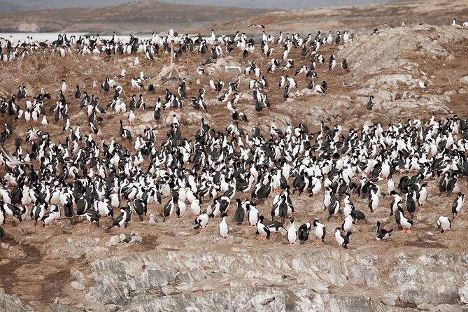 Catamaran Tour through the Beagle Channel and Penguins in Isla Martillo - What the catamaran is like onboard