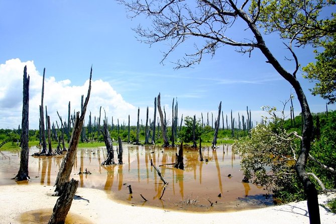 Celestun Nature Reserve Flamingo Tour-Boat to Flamingo Paradise from Merida - The 9:00 a.m. start and ride from Merida