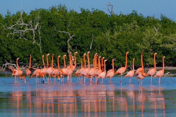 Celestun Nature Reserve Flamingo Tour-Boat to Flamingo Paradise from Merida - Entering the Celestun Biosphere Reserve