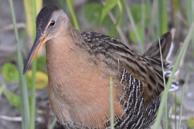 Central Florida Half-Day Private Birding Activity - 2 person max - Why this private birding morning works so well