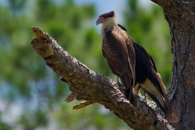 Central Florida Half-Day Private Birding Activity - 2 person max - Joe Overstreet Landing for raptors and water birds