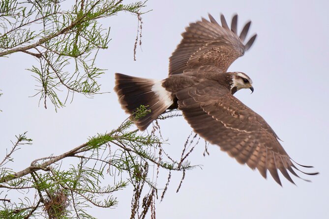 Central Florida Half-Day Private Birding Activity - 2 person max - What makes the guide valuable in the field