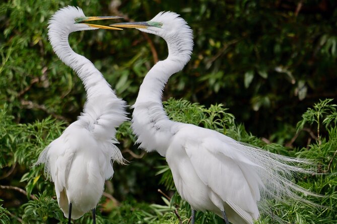 Central Florida Half-Day Private Birding Activity - 2 person max - Bird numbers, rare species, and realistic expectations