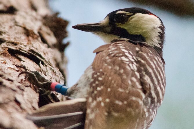 Central Florida Half-Day Private Birding Activity - 2 person max - Comfort, walking, snacks, and weather