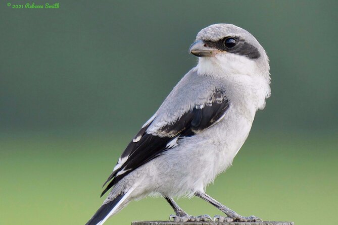 Central Florida Half-Day Private Birding Activity - 2 person max - Is $325 good value for two people?