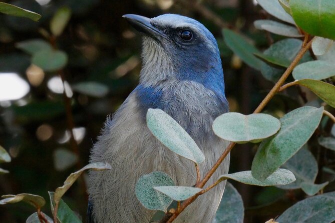 Central Florida Half-Day Private Birding Activity - 2 person max - Three Lakes WMA: pine woods, scrub, and early bird calls