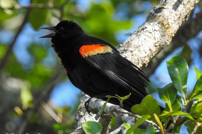Charleston Bird Watching Tour - A guide-led walk, not a bird checklist race