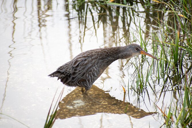 Charleston Bird Watching Tour - Timing, effort, and what to bring
