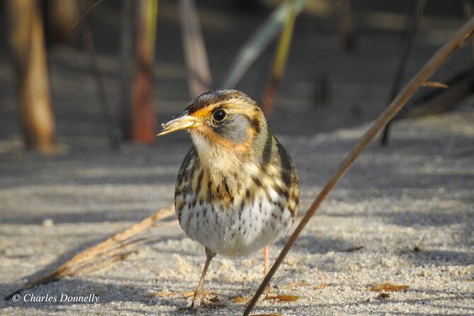 Charleston Bird Watching Tour - Booking details that matter