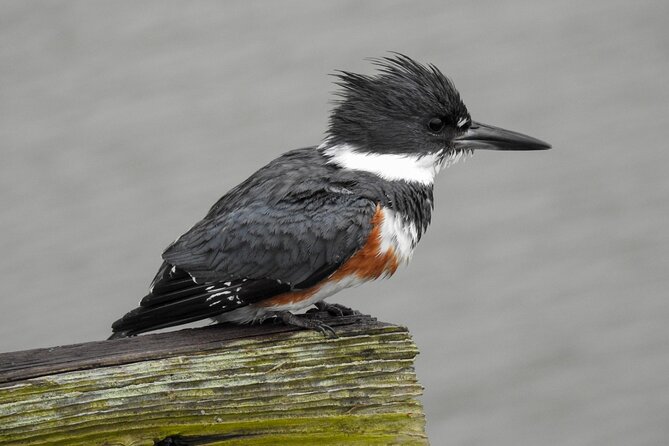 Charleston Bird Watching Tour - What you can see across the salt marsh