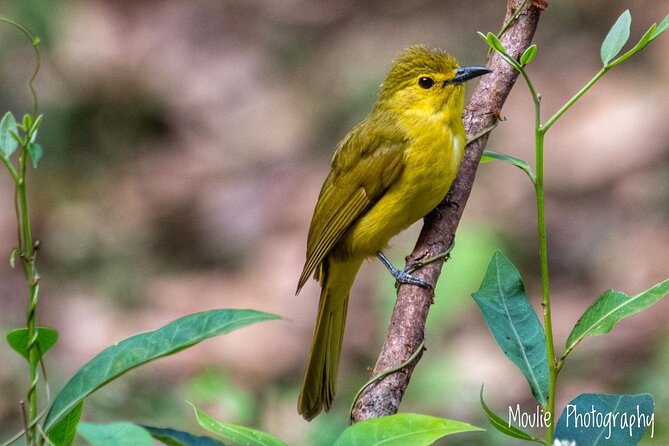 Chennai, Guided Birding And Birding Photo Trip With Spot Scope, 2 to 3 Hours - Key points to know before booking