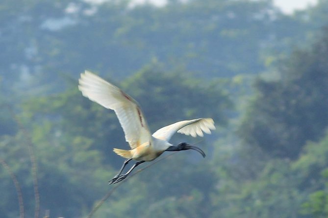 Chennai, Guided Birding And Birding Photo Trip With Spot Scope, 2 to 3 Hours - Why Chennai’s marshes make a good birding base