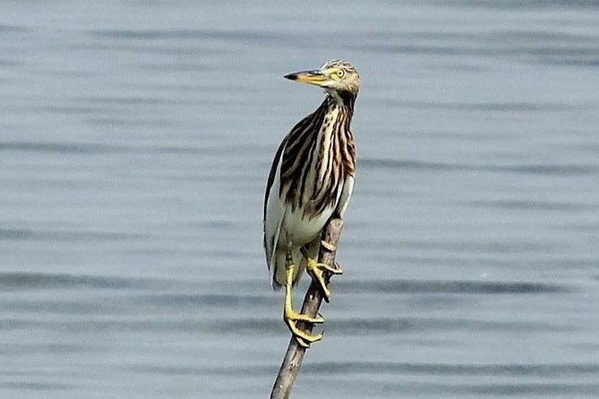 Chennai, Guided Birding And Birding Photo Trip With Spot Scope, 2 to 3 Hours - Listening for birds with Mr. Subramanian