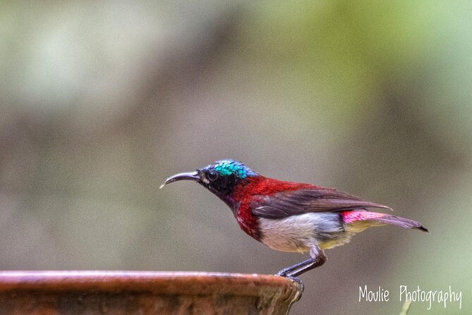 Chennai, Guided Birding And Birding Photo Trip With Spot Scope, 2 to 3 Hours - What the air-conditioned vehicle adds
