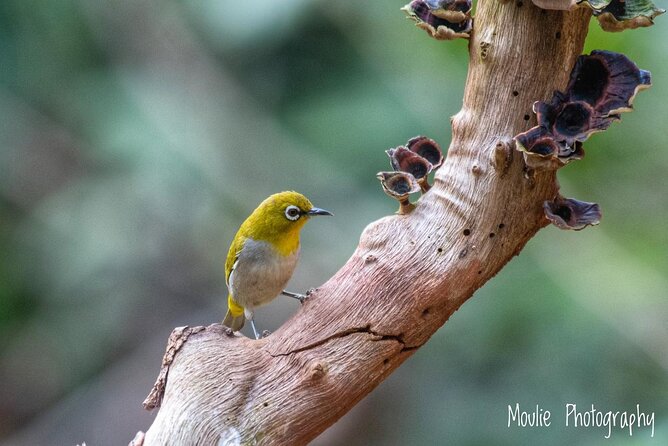 Chennai, Guided Birding And Birding Photo Trip With Spot Scope, 2 to 3 Hours - Bird photography and the shared spotting scope