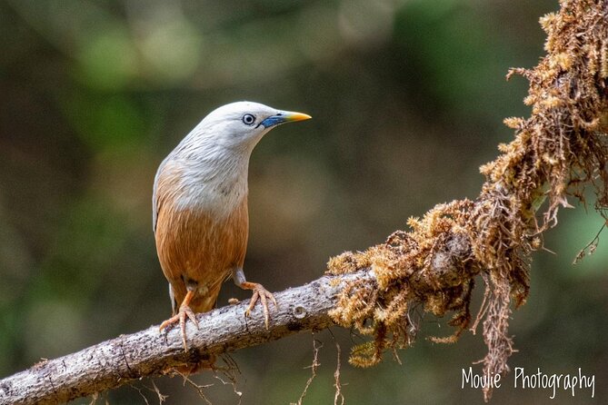 Chennai, Guided Birding And Birding Photo Trip With Spot Scope, 2 to 3 Hours - Is $68.09 per person fair value?