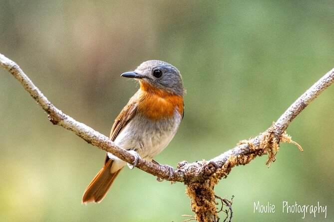 Chennai, Guided Birding And Birding Photo Trip With Spot Scope, 2 to 3 Hours - Who will enjoy this Chennai birding trip?