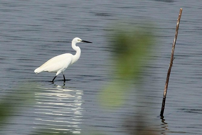 Chennai, Guided Birding And Birding Photo Trip With Spot Scope, 2 to 3 Hours - Booking, weather, and timing choices