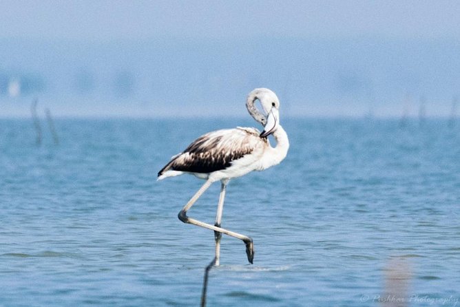 Chennai, Guided Birding And Birding Photo Trip With Spot Scope, 2 to 3 Hours - A two to three-hour session with a flexible first stop