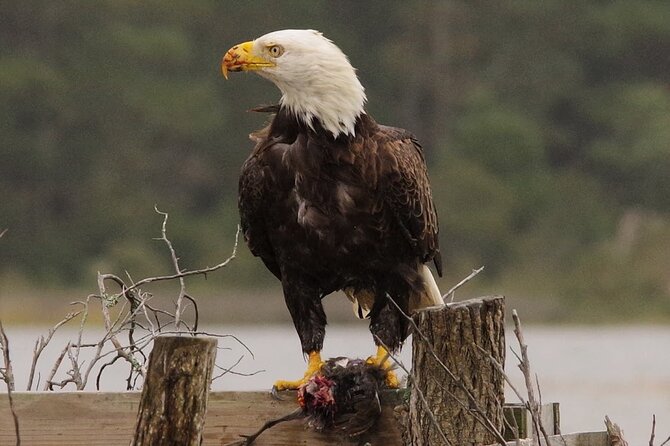Chincoteague and Assateague Birdwatching Boat Tour - Key points at a glance