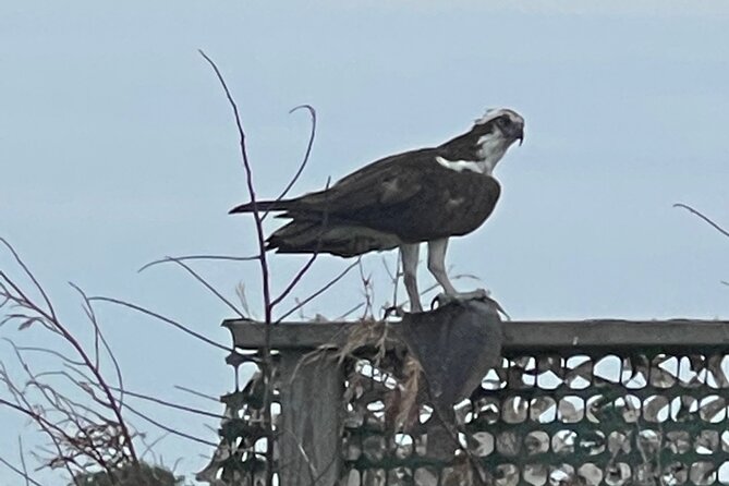 Chincoteague and Assateague Birdwatching Boat Tour - Why a boat is the right way to see these islands